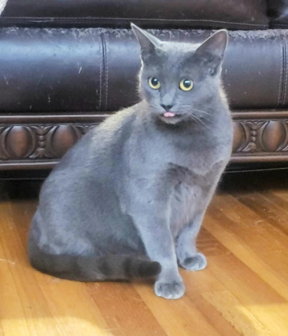 Enlarge Irina #petite-sweetheart, an adoptable mixed breed in Houston, TX image 3/5