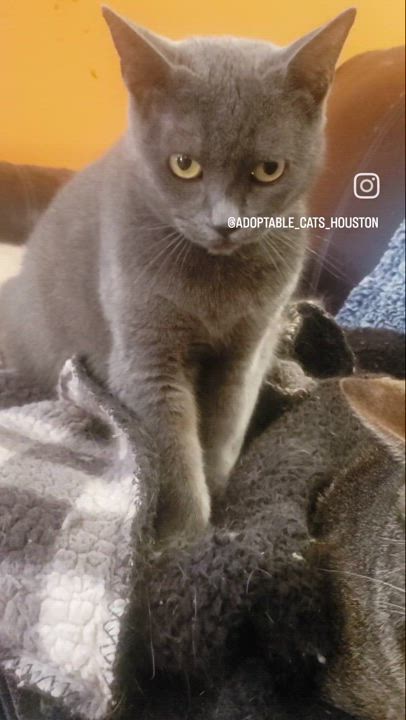 Enlarge Irina #petite-sweetheart, an adoptable mixed breed in Houston, TX video 4/5