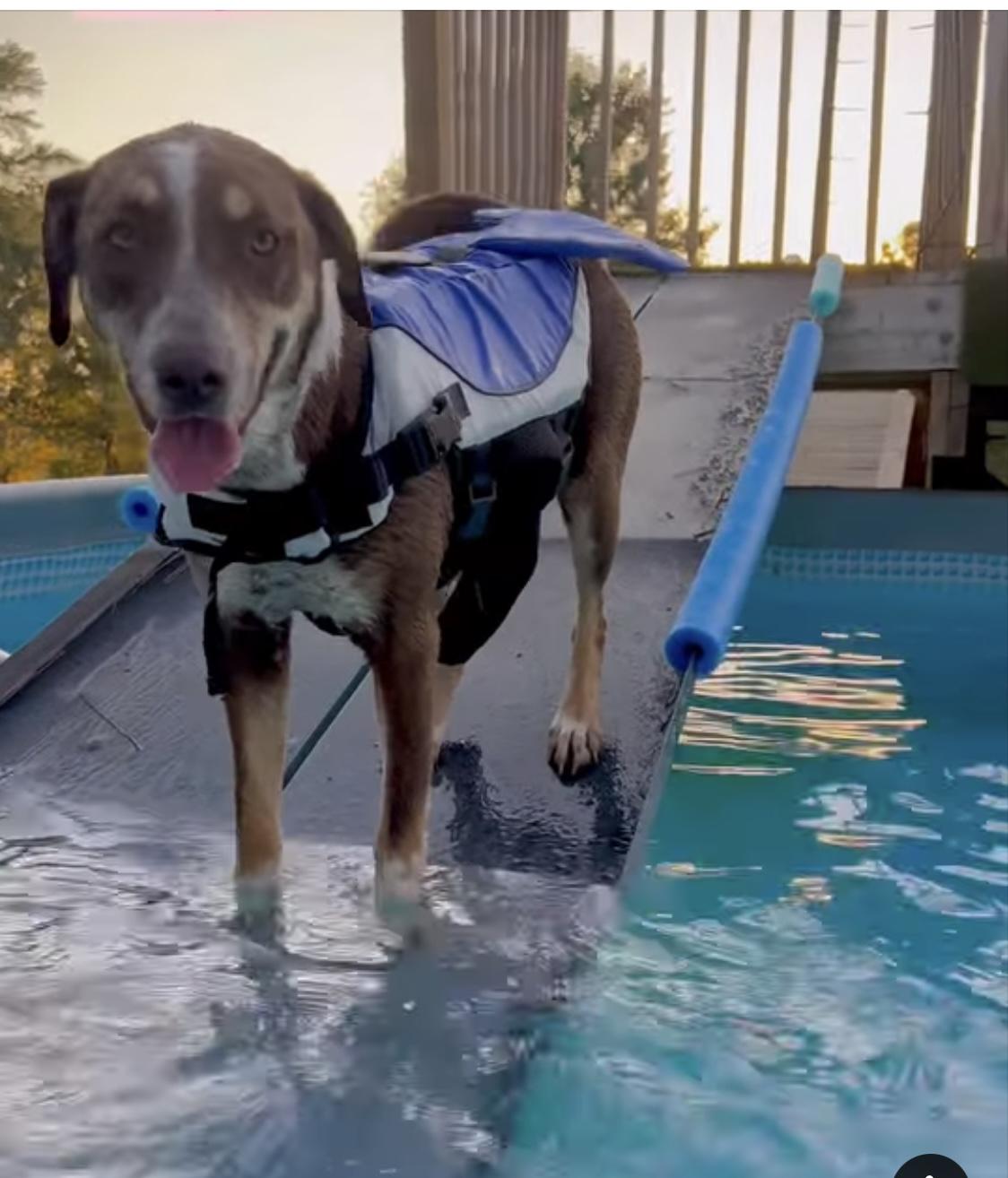 Enlarge Betty, a Adoptable mixed breed in Woodlawn, TN image 1/6