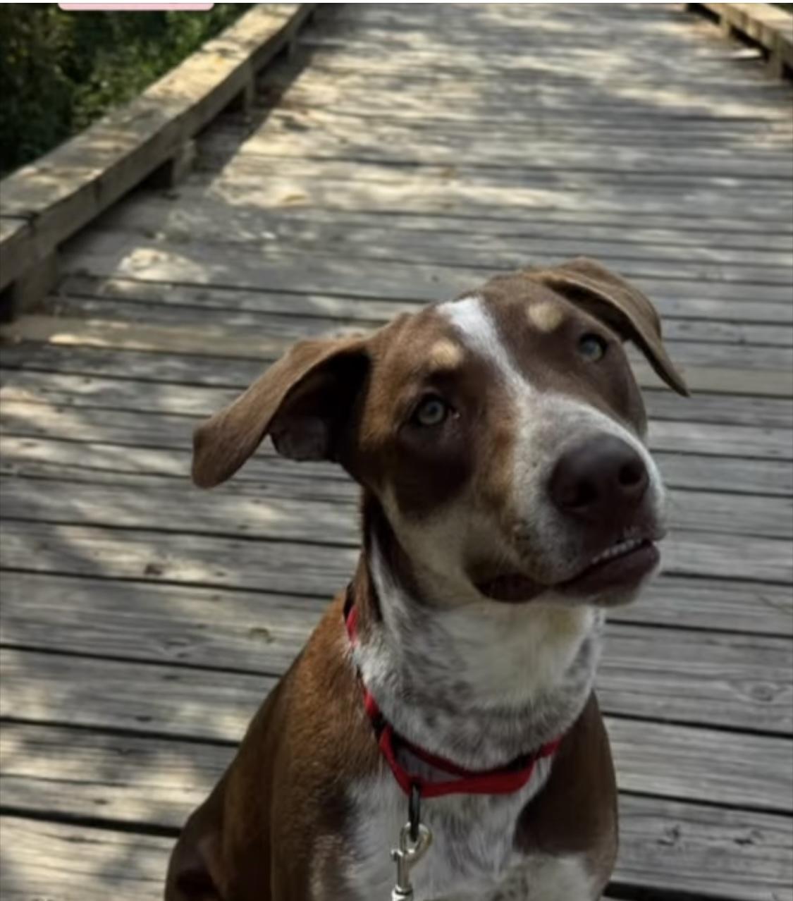 Enlarge Betty, a Adoptable mixed breed in Woodlawn, TN image 2/6