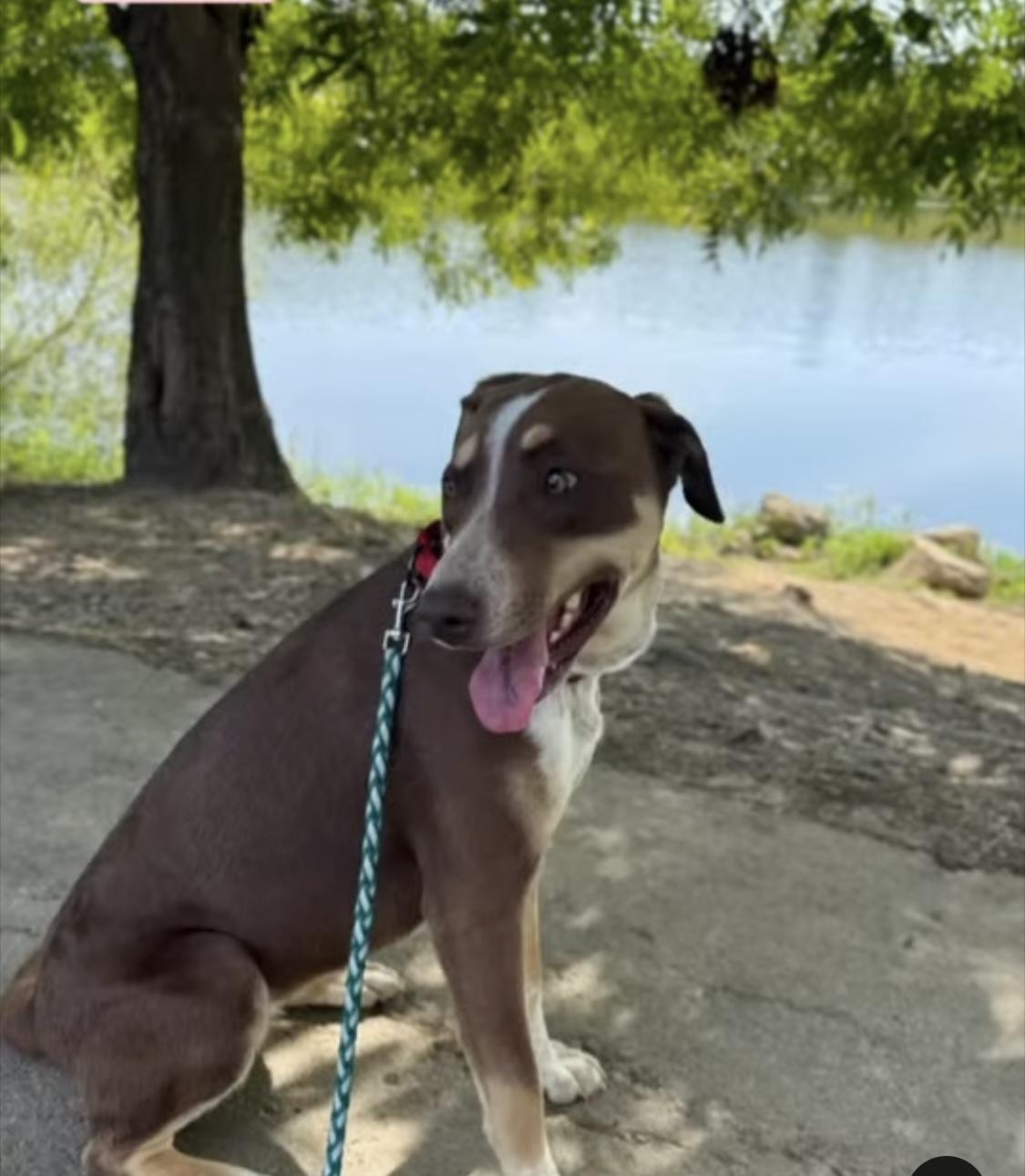 Enlarge Betty, a Adoptable mixed breed in Woodlawn, TN image 3/6