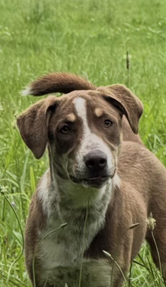 Enlarge Betty, a Adoptable mixed breed in Woodlawn, TN image 4/6