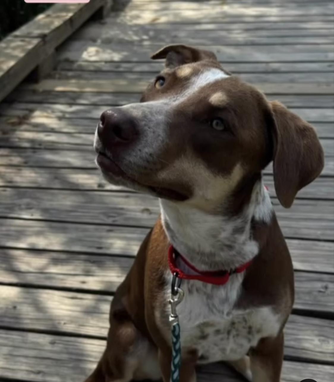 Enlarge Betty, a Adoptable mixed breed in Woodlawn, TN image 5/6