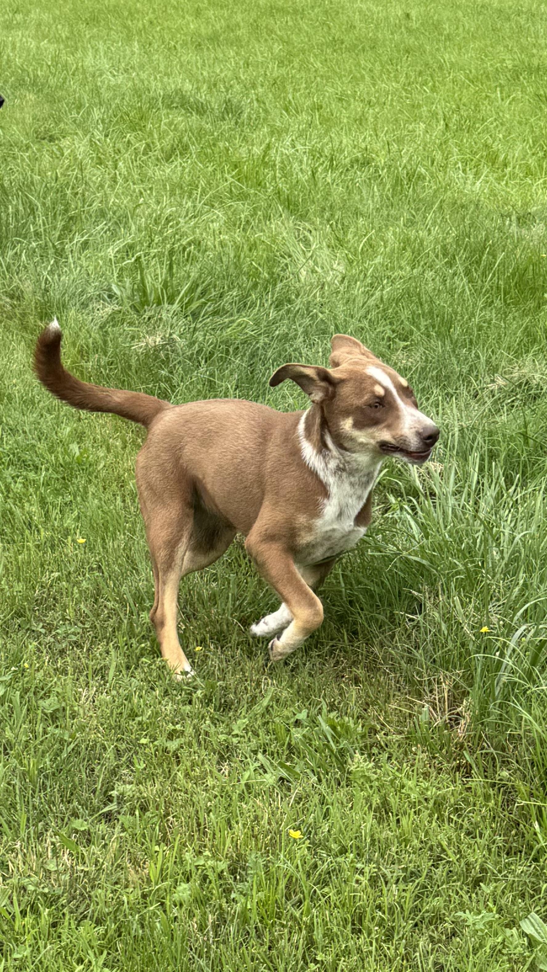 Enlarge Betty, a Adoptable mixed breed in Woodlawn, TN image 6/6