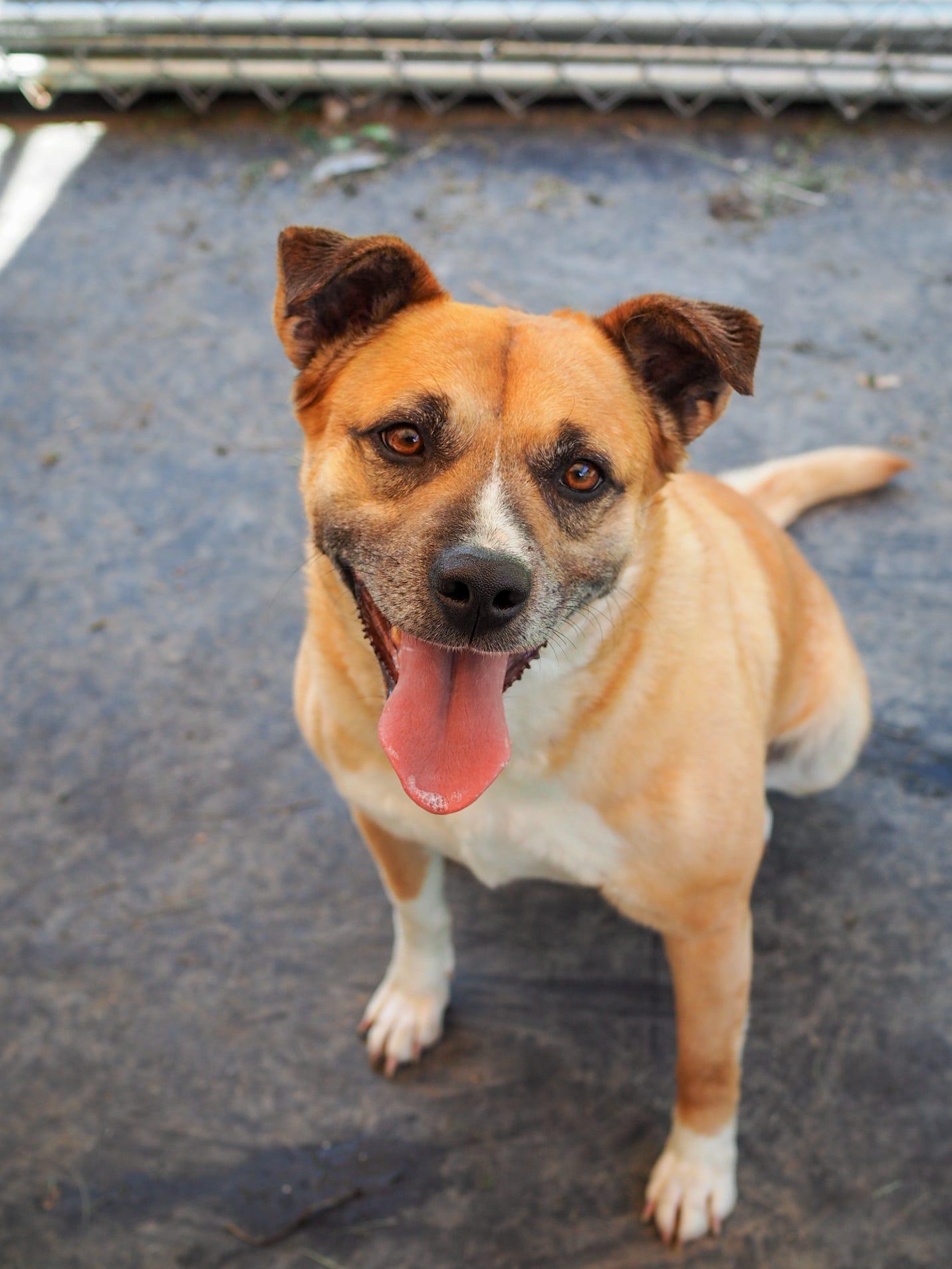 Ivony, an adoptable Boxer in Cosby, TN, 37722 | Photo Image 1