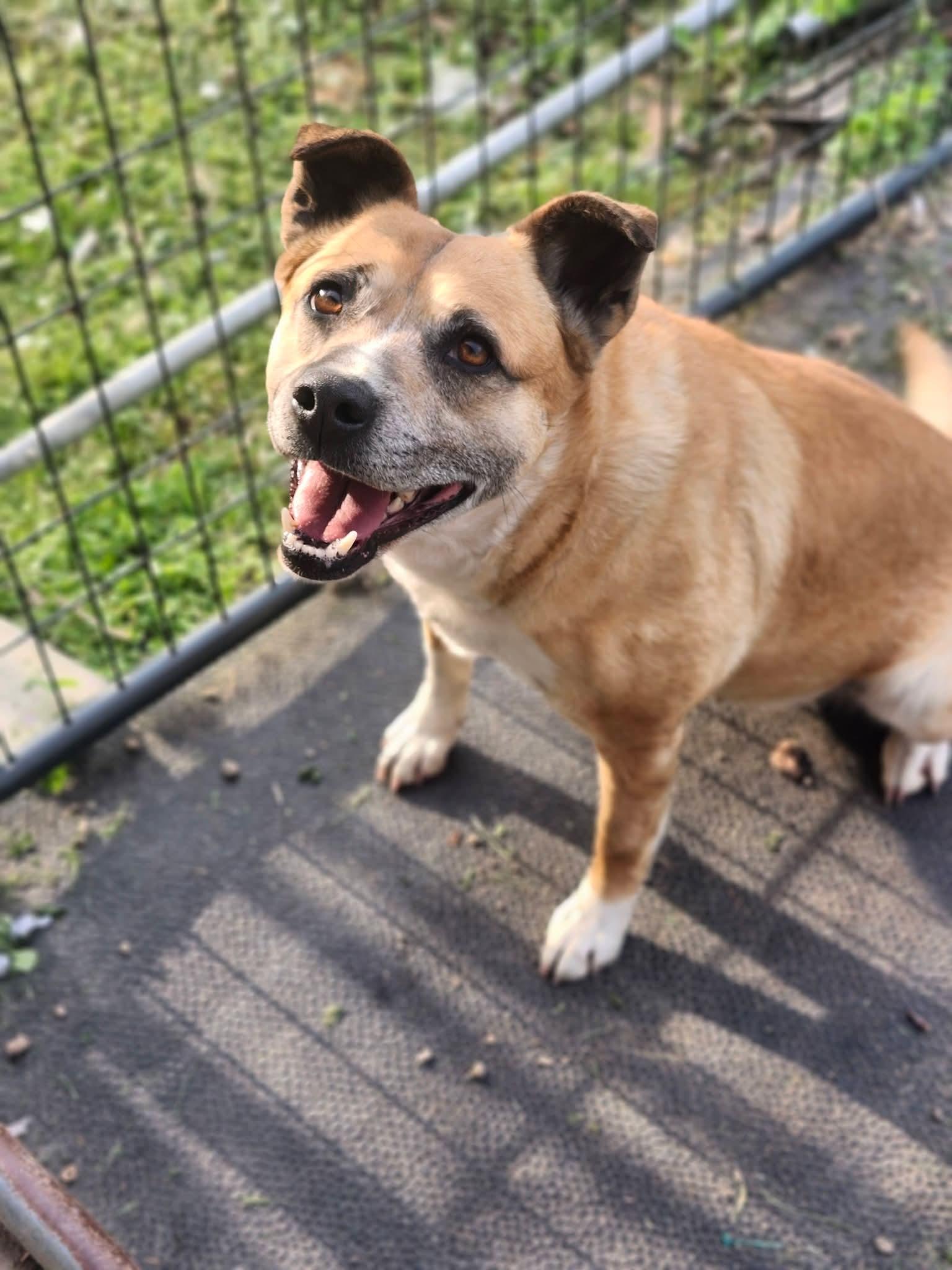Enlarge Ivony, a Adoptable mixed breed in Cosby, TN image 4/5