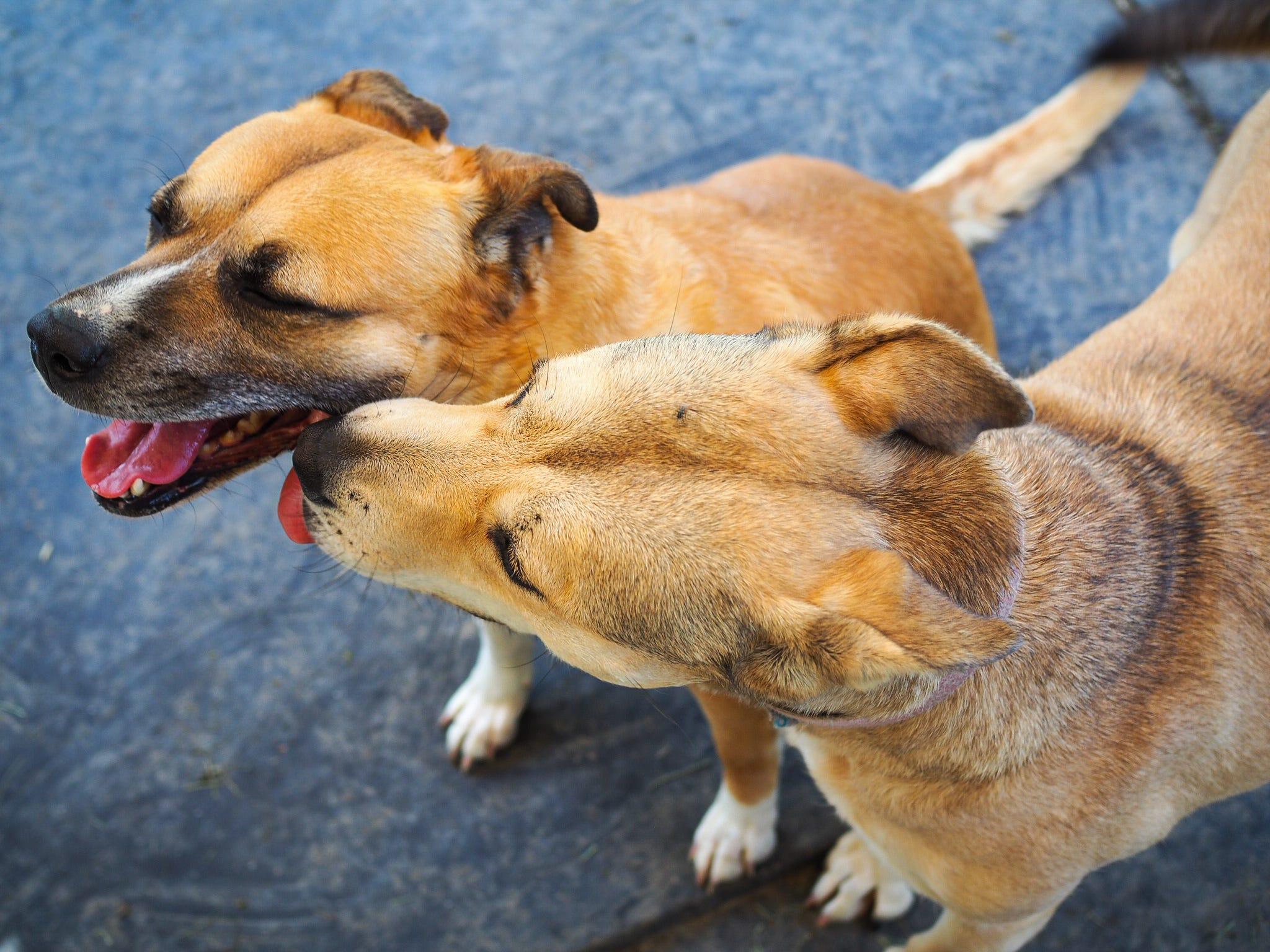 Ivony, a Adoptable Boxer in Cosby, TN image 2/6