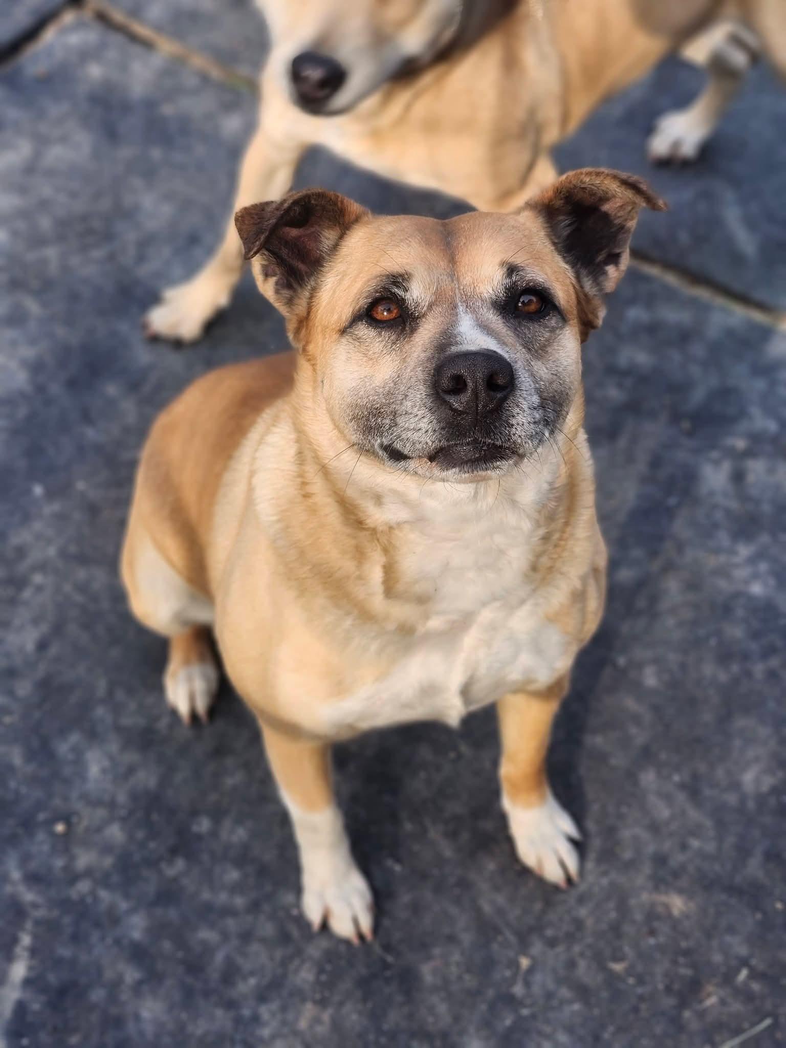 Enlarge Ivony, a Adoptable mixed breed in Cosby, TN image 5/5