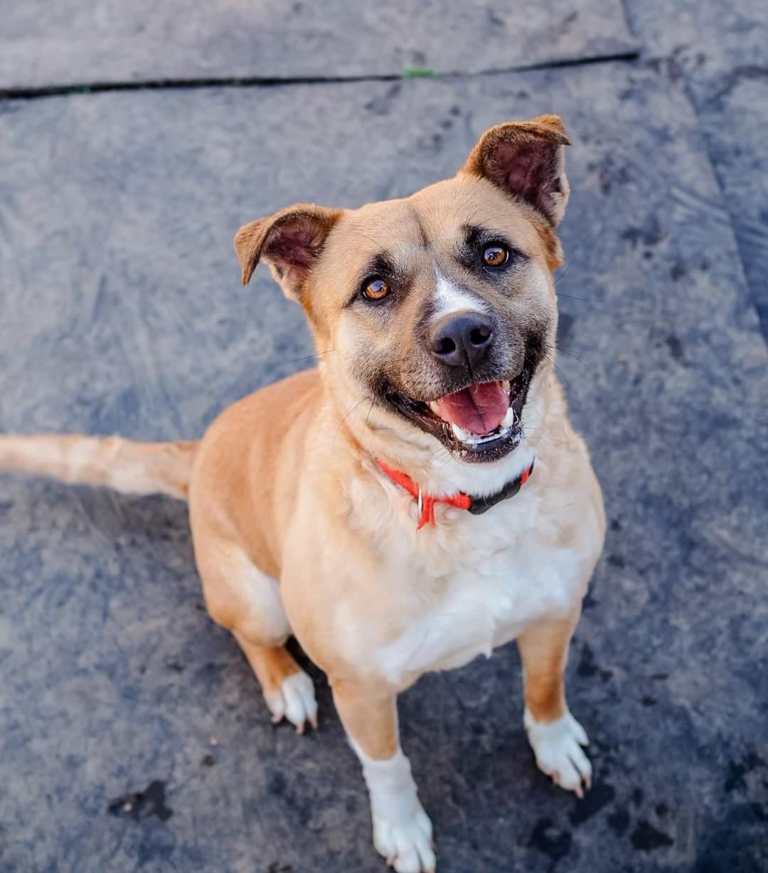 Ivony, Adoptable, Adult Female Boxer.