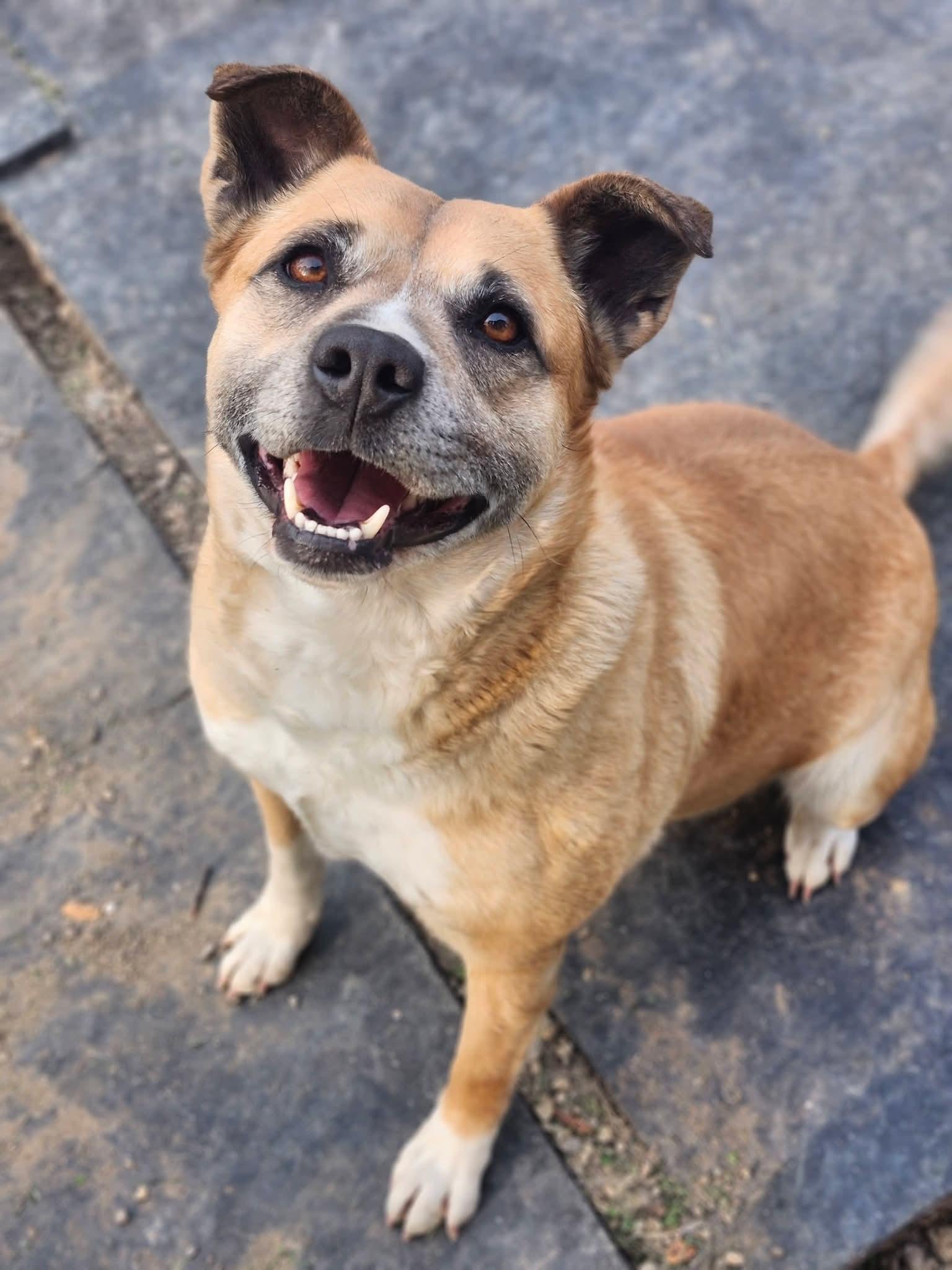 Enlarge Ivony, a Adoptable mixed breed in Cosby, TN image 1/5
