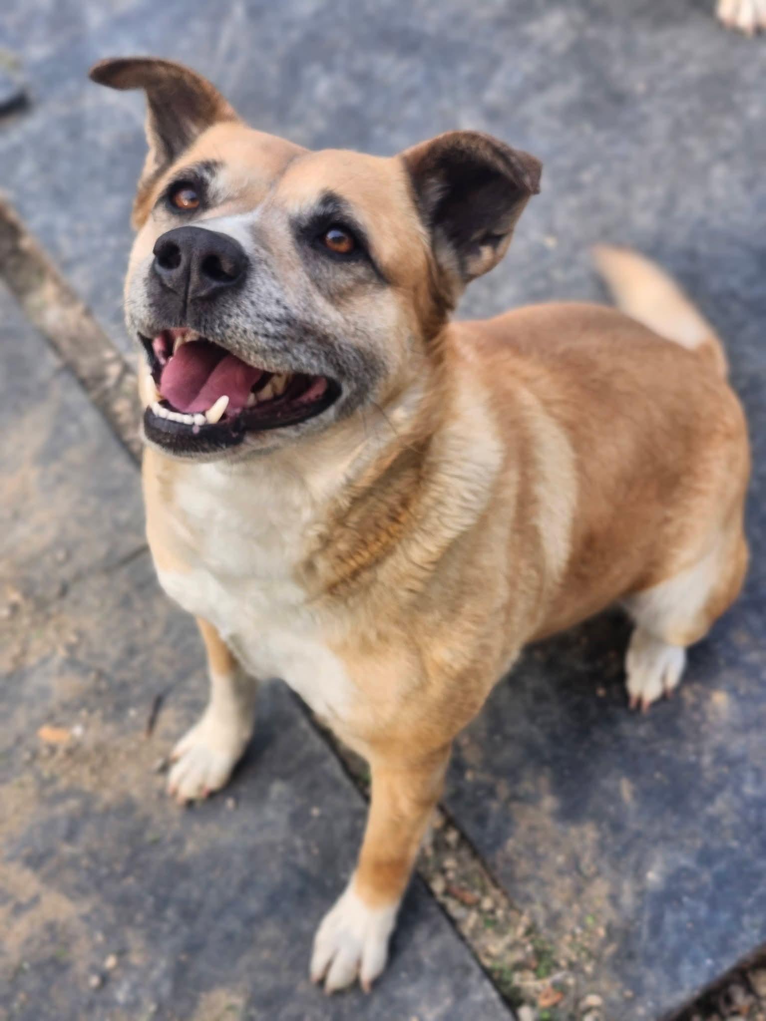 Enlarge Ivony, a Adoptable mixed breed in Cosby, TN image 3/5