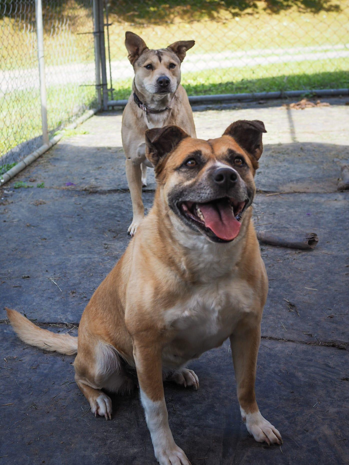Ivony, an adoptable Boxer in Cosby, TN, 37722 | Photo Image 3