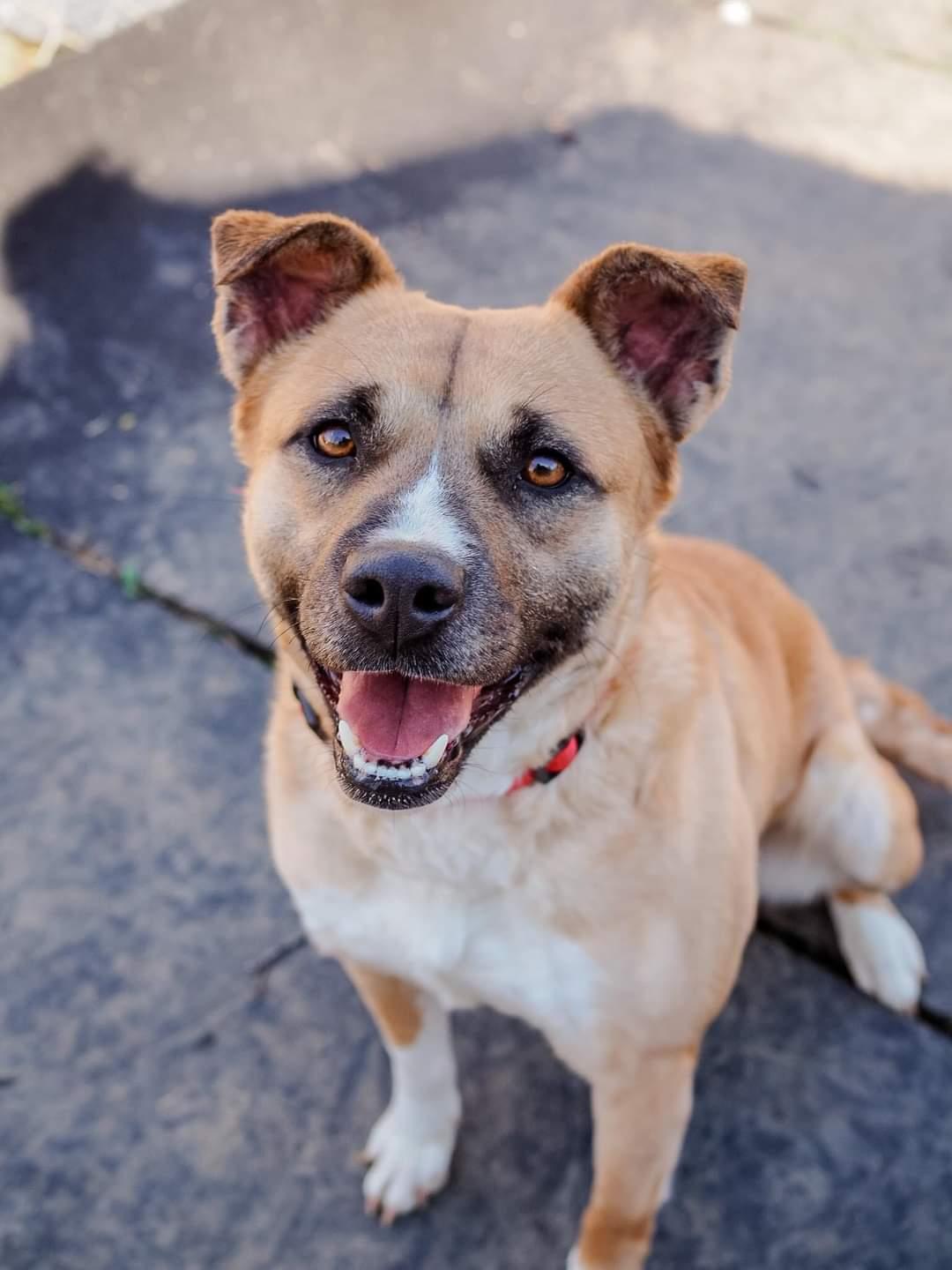 Ivony, a Adoptable Boxer in Cosby, TN image 4/6