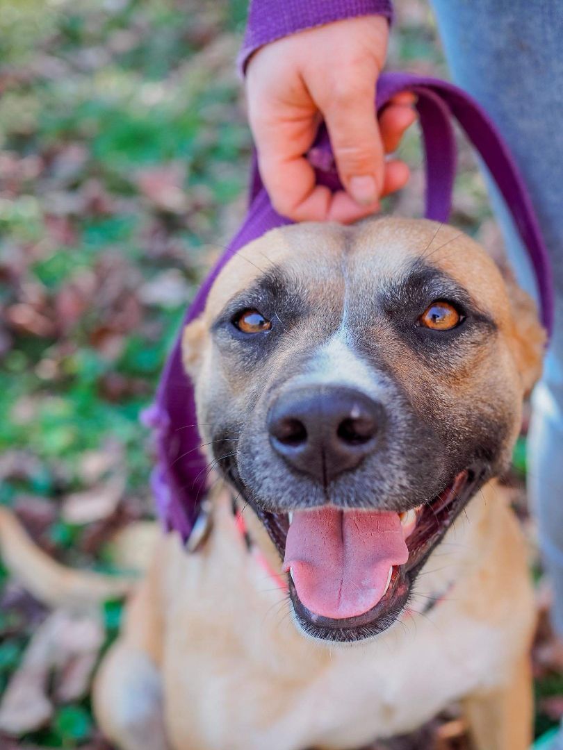 Ivony, a Adoptable Boxer in Cosby, TN image 5/6