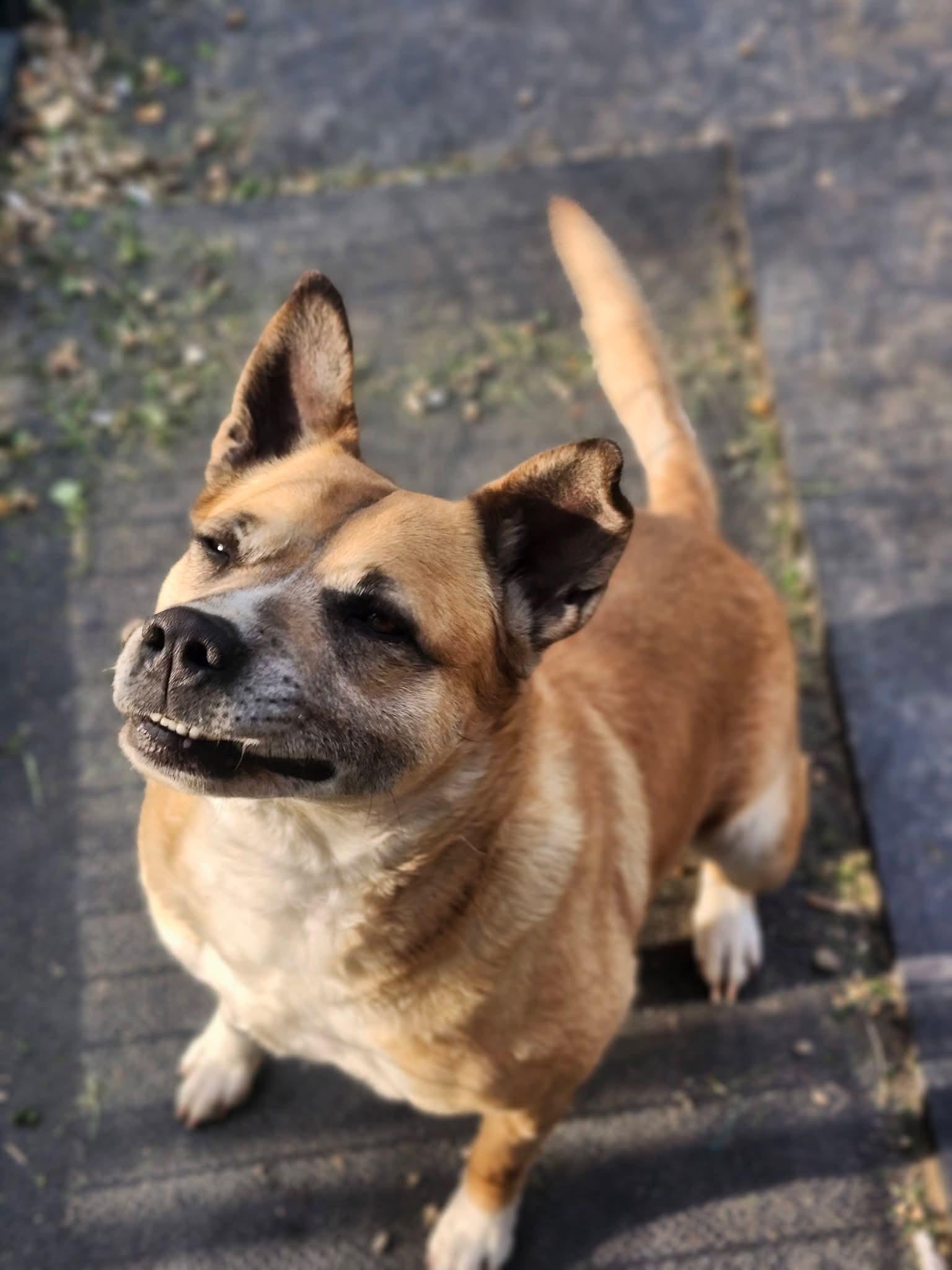 Enlarge Ivony, a Adoptable mixed breed in Cosby, TN image 2/5