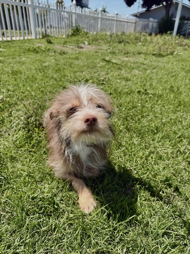 Taco, Adoptable, Young Male Terrier.