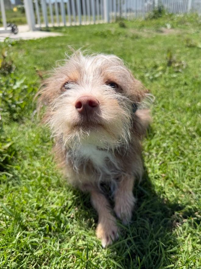 Enlarge Taco, a Adoptable mixed breed in Stockton, CA image 2/3