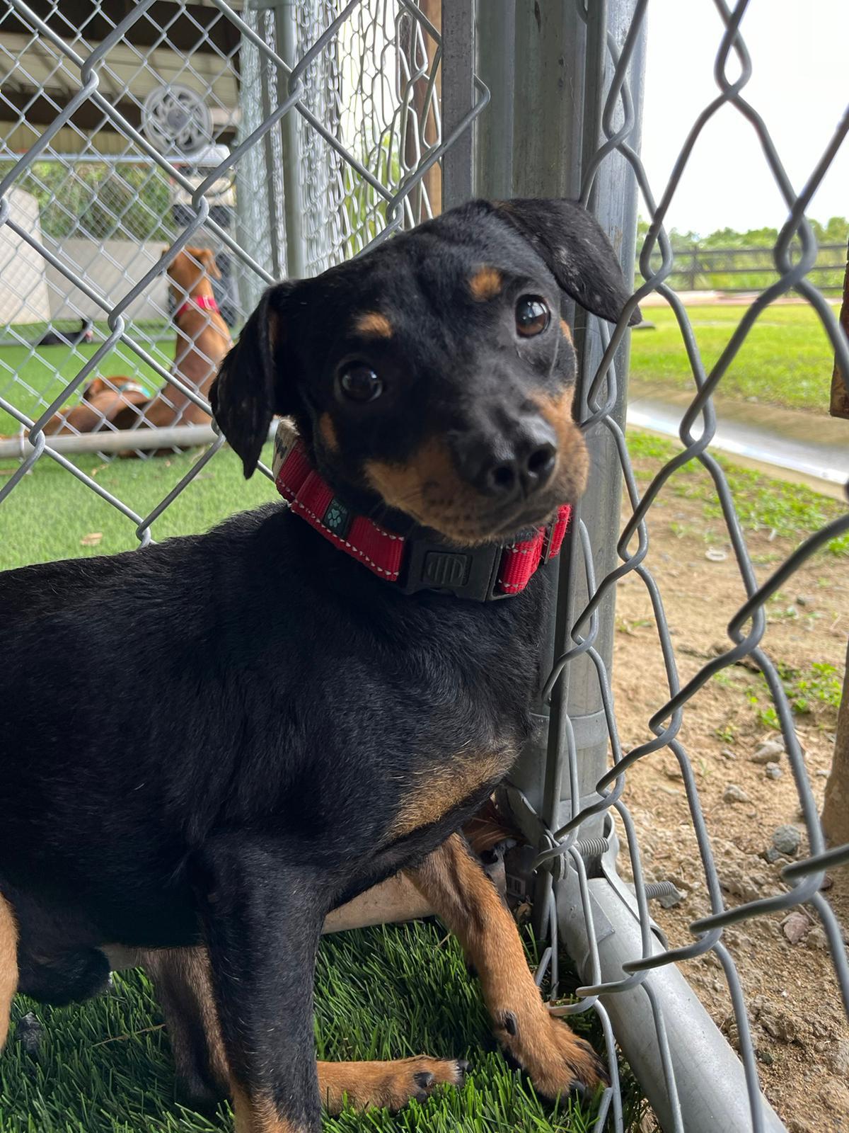 Bear, a Adoptable mixed breed in Philadelphia, PA image 3/6