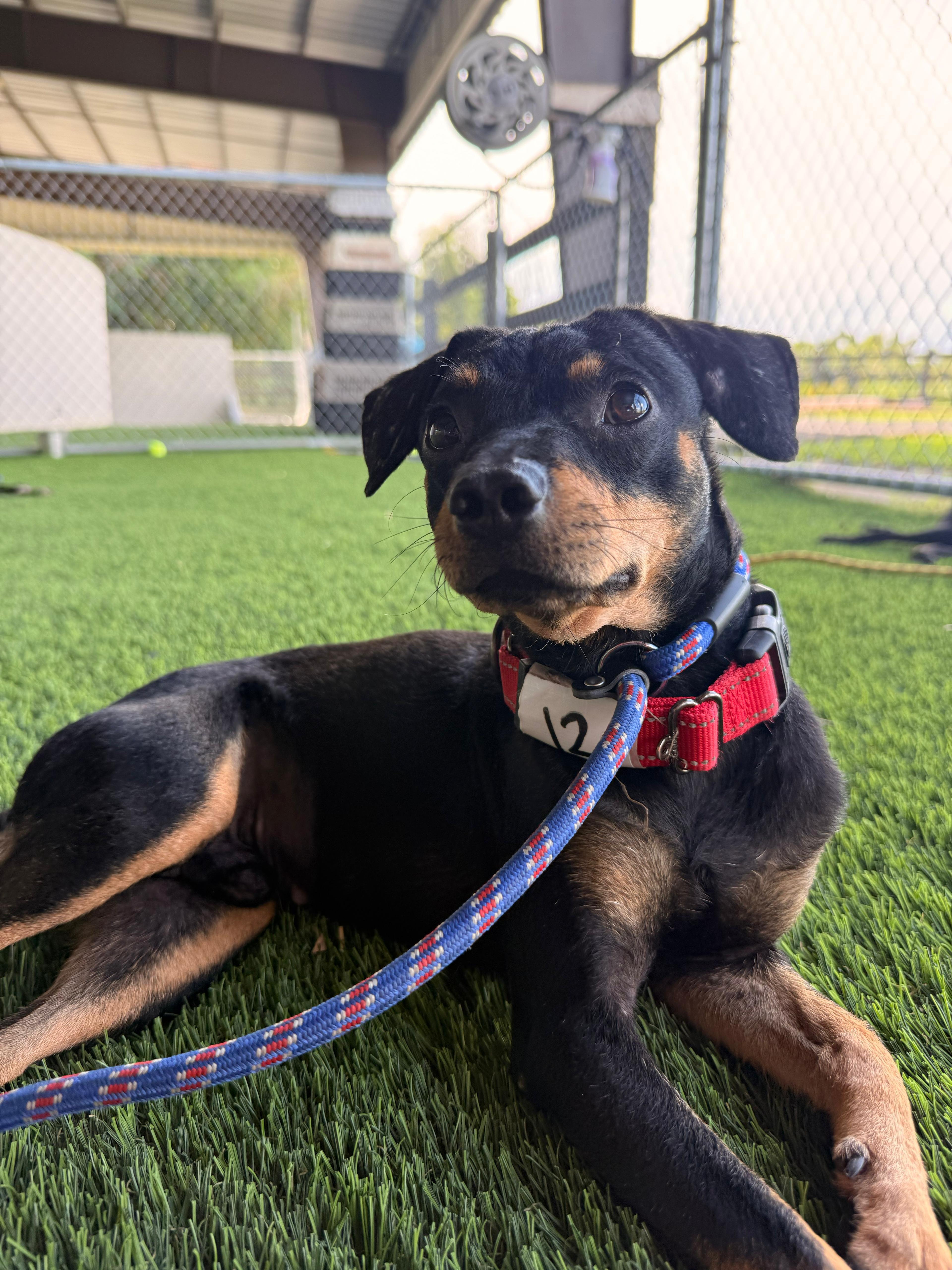 Bear, a Adoptable mixed breed in Philadelphia, PA image 6/6