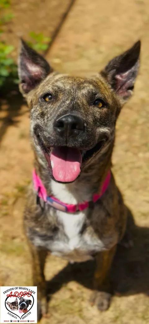 Enlarge Mika, a ADOPTABLE mixed breed in Shasta Lake, CA image 3/3