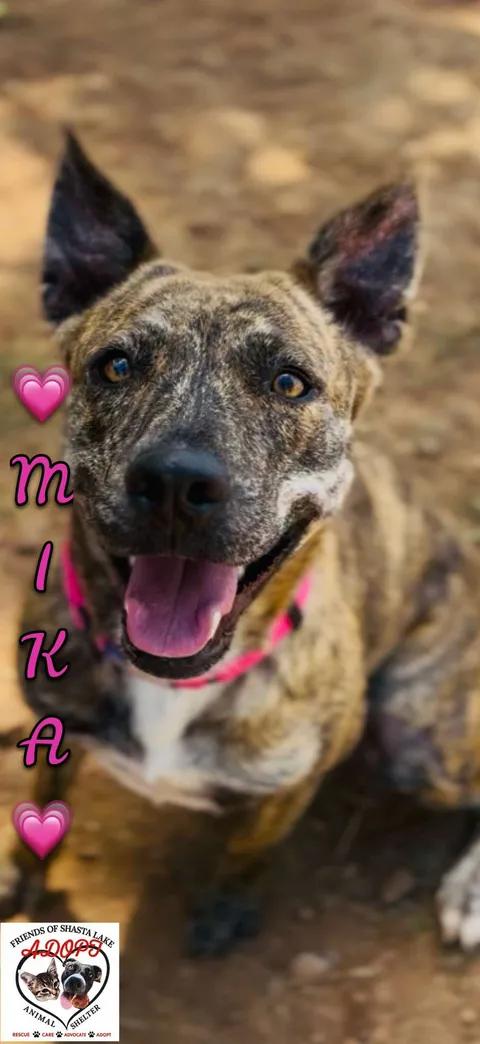 Mika, ADOPTABLE, Adult Female Terrier.
