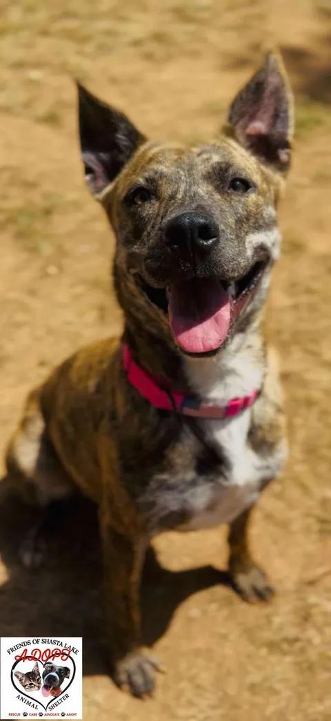 Enlarge Mika, a ADOPTABLE mixed breed in Shasta Lake, CA image 2/3
