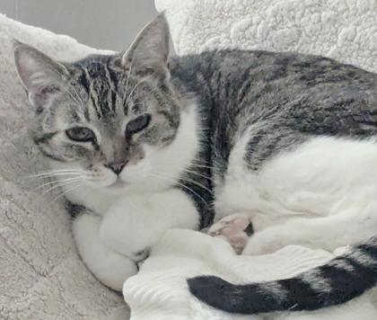Daisy, Adoptable, Adult Female Domestic Short Hair & Domestic Short Hair.