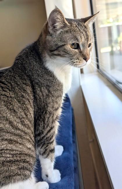 Enlarge Daisy, a Adoptable Domestic Short Hair in Encinitas, CA image 2/3