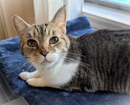 Enlarge Daisy, a Adoptable Domestic Short Hair in Encinitas, CA image 3/3