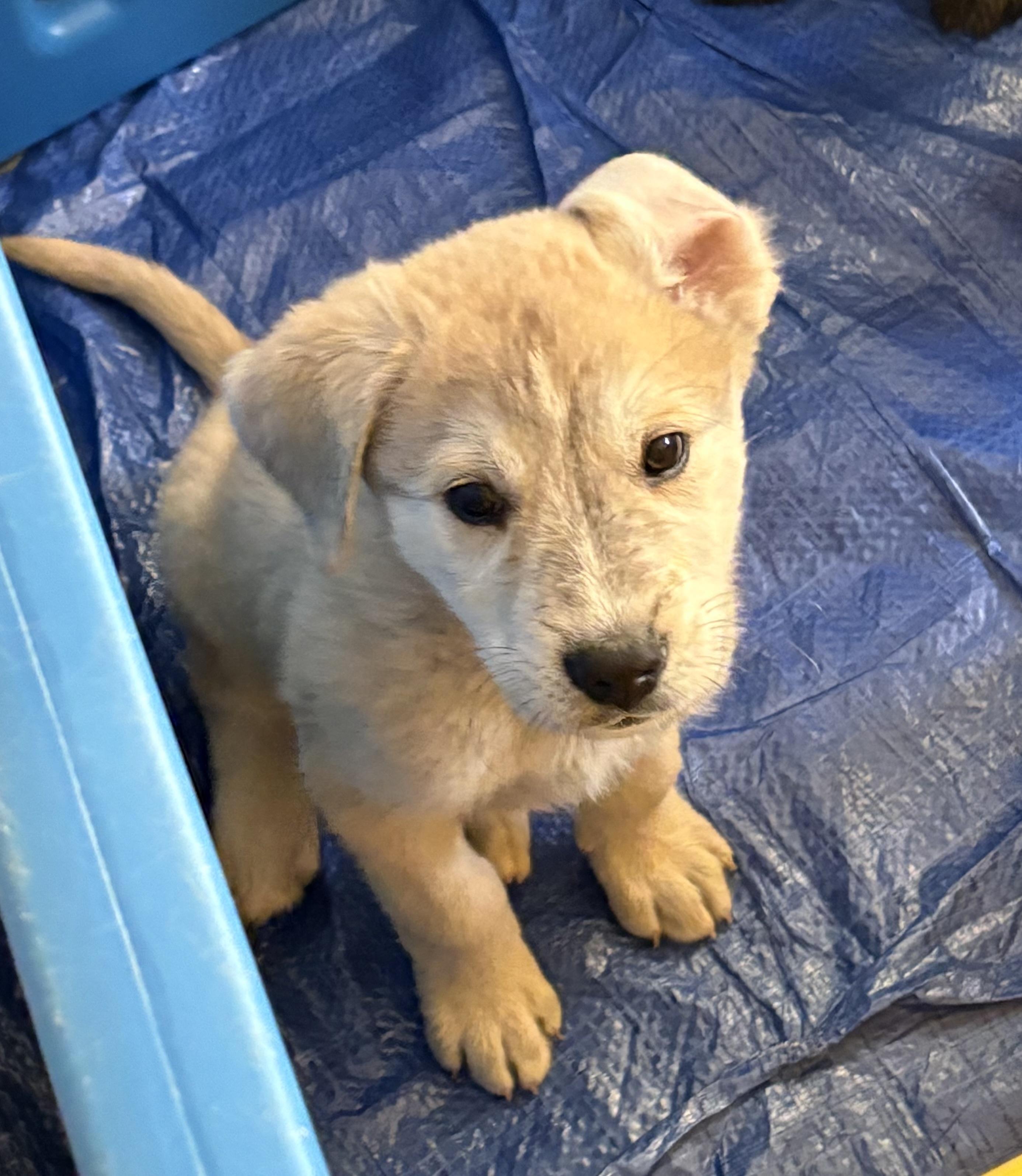 Moe, an adoptable Labrador Retriever in Cheyenne, WY, 82009 | Photo Image 1