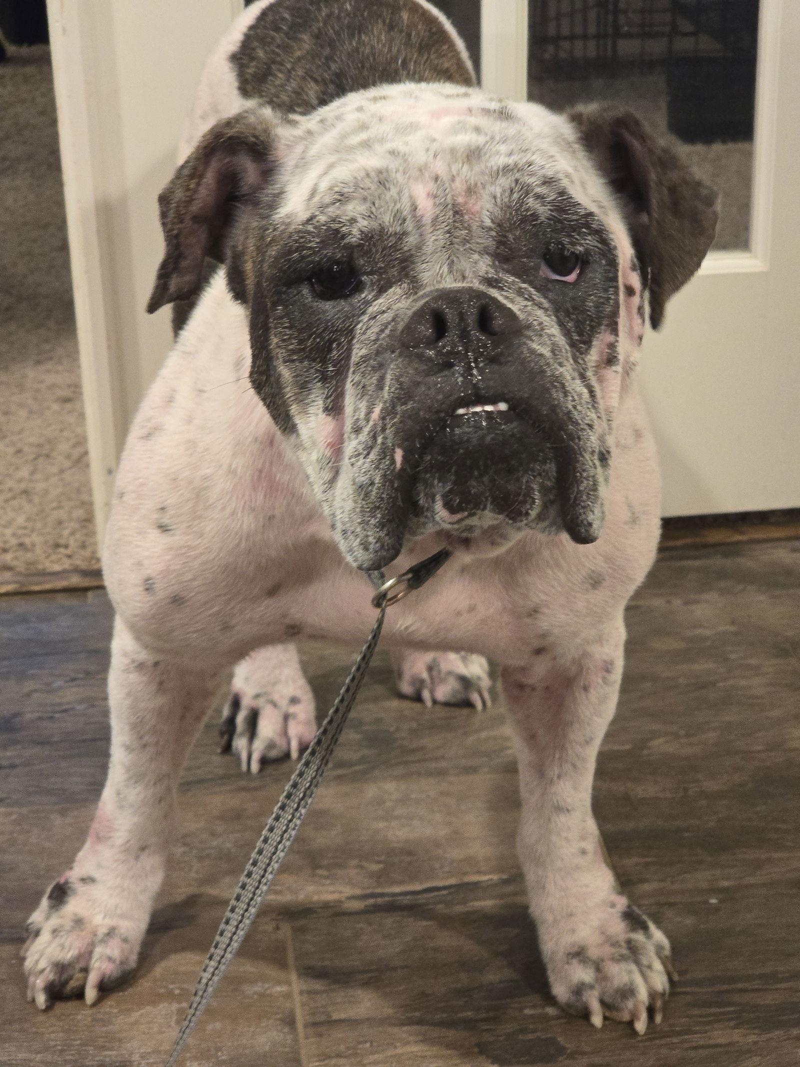 Dotty, Adoptable, Adult Female English Bulldog.