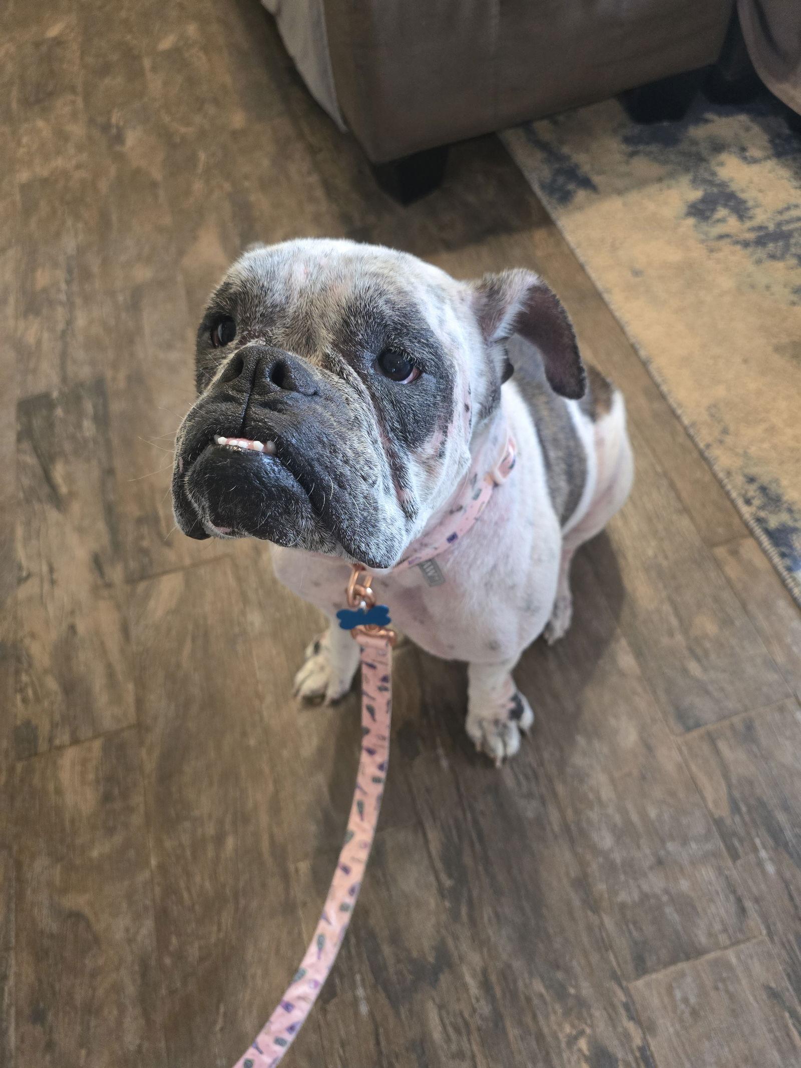 Dotty, Adoptable, Adult Female English Bulldog.