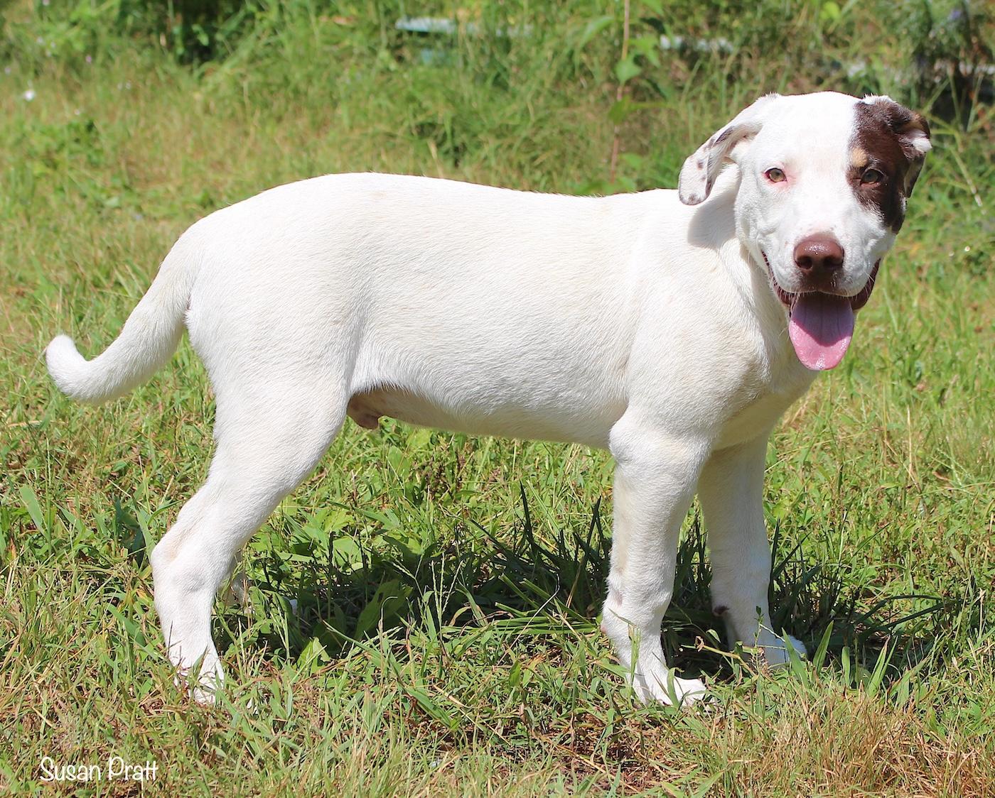 Enlarge Bobby, a ADOPTABLE mixed breed in Bedford, VA image 2/3