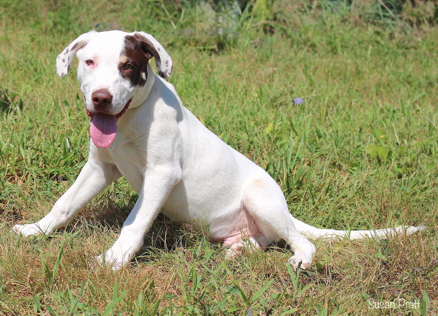 Enlarge Bobby, a ADOPTABLE mixed breed in Bedford, VA image 3/3