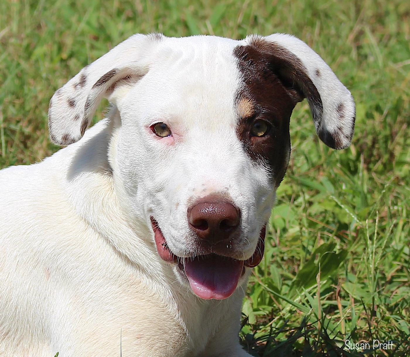 Bobby, ADOPTABLE, Puppy Male Terrier & Hound.