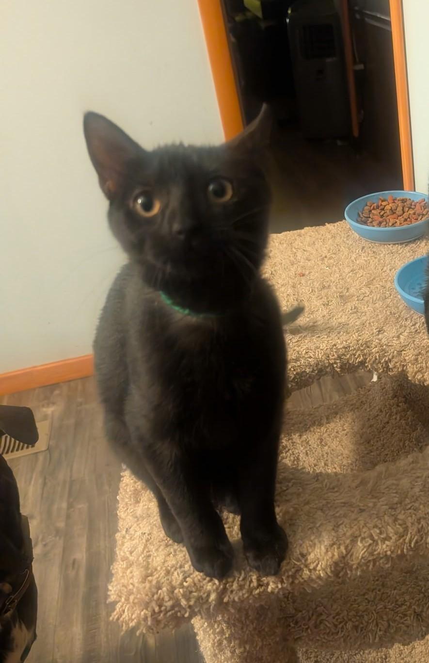 CiCi, Adoptable, Kitten Female Domestic Short Hair.