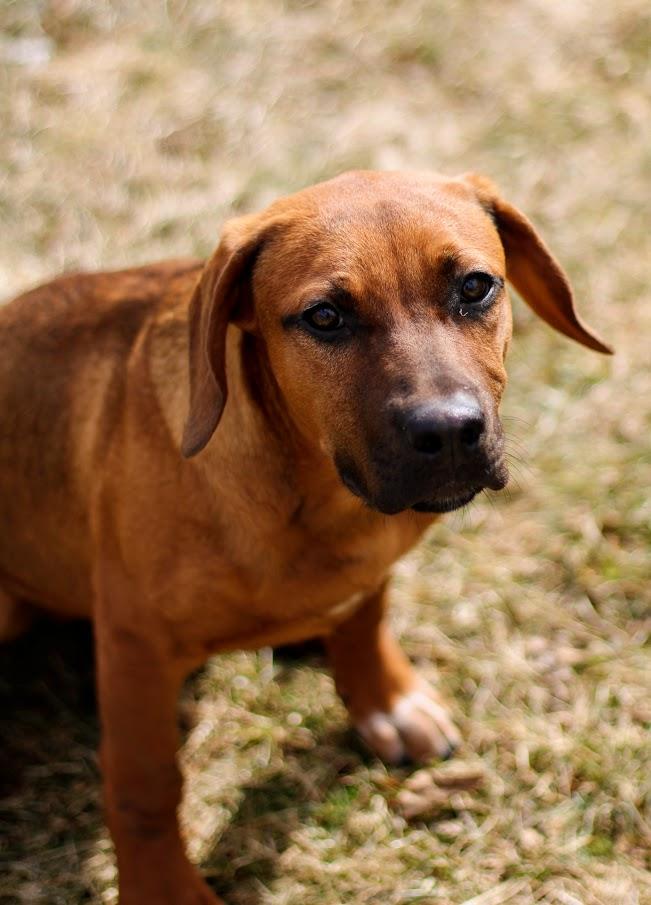 Rigby, an adopted mixed breed in Battle Creek, MI image 5/6