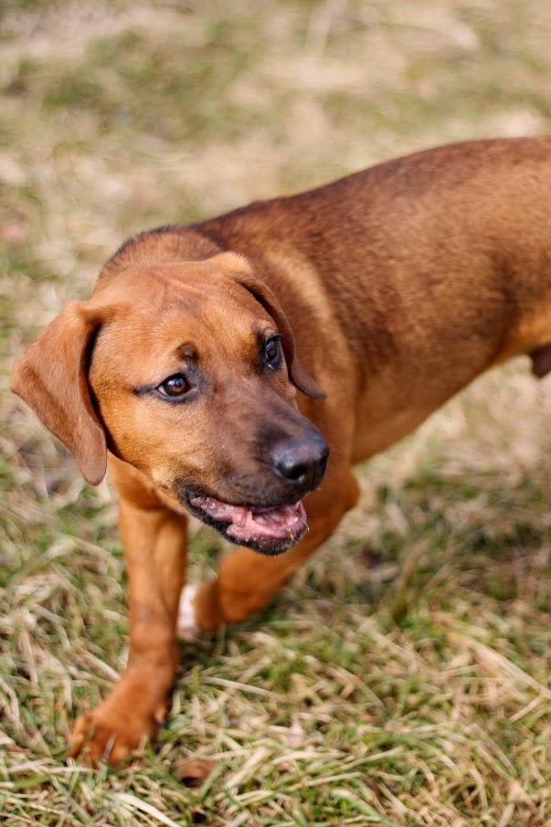 Rigby, an adopted mixed breed in Battle Creek, MI image 4/6