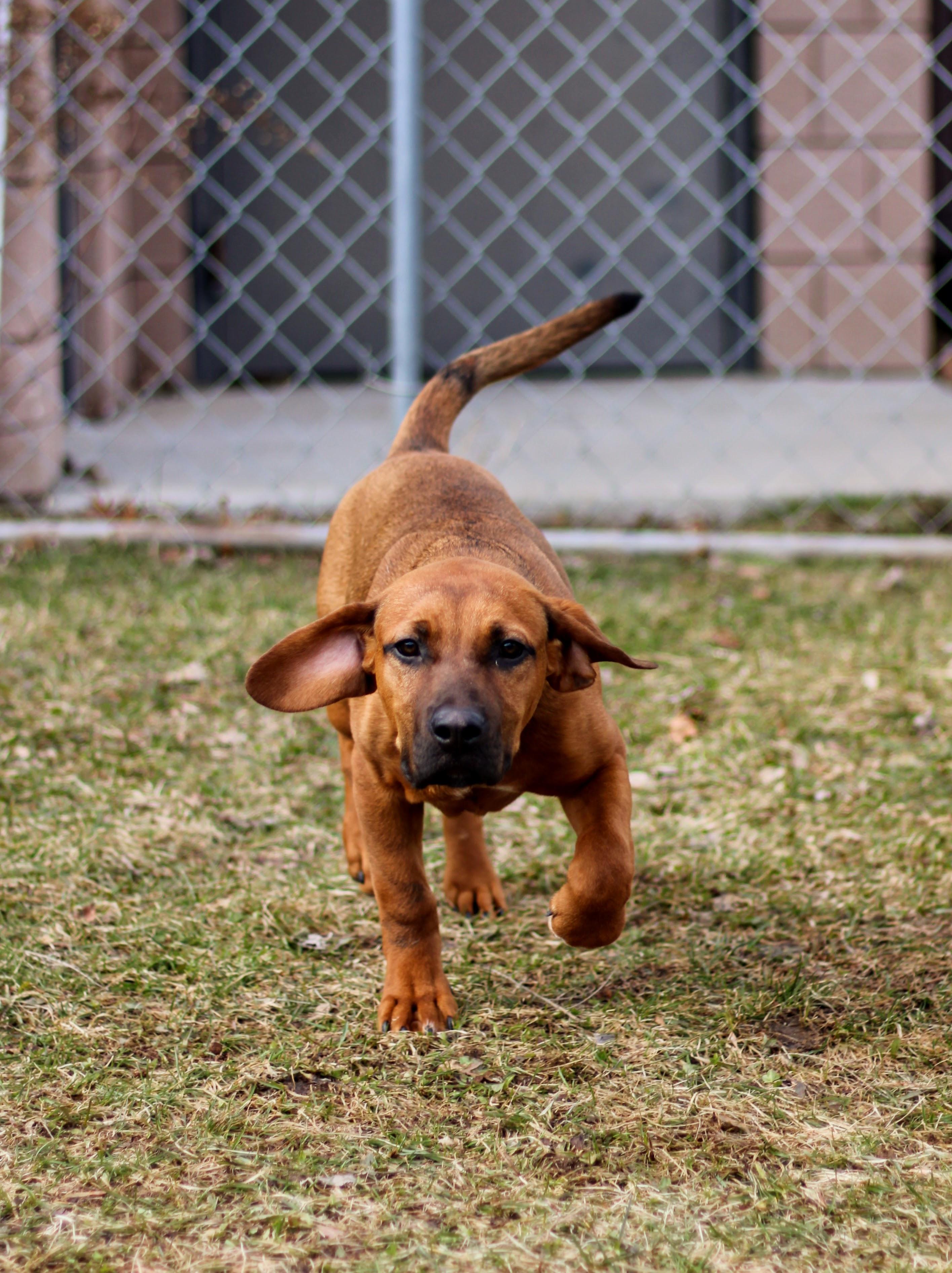 Rigby, an adopted mixed breed in Battle Creek, MI image 3/6