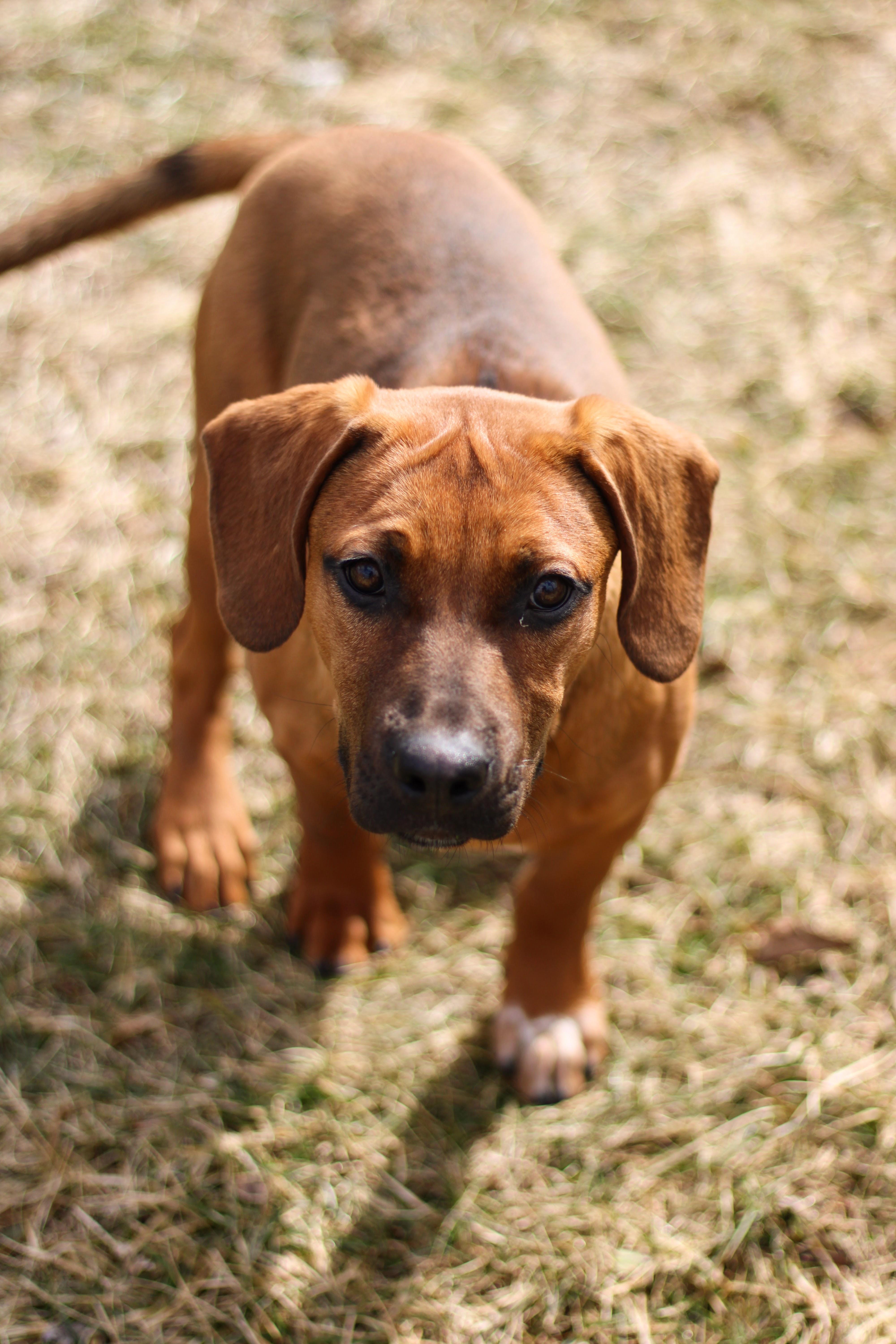Rigby, an adopted mixed breed in Battle Creek, MI image 2/6