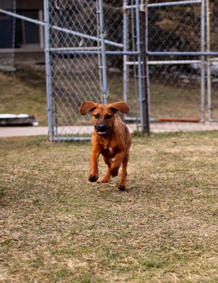 Rigby, an adopted mixed breed in Battle Creek, MI image 6/6