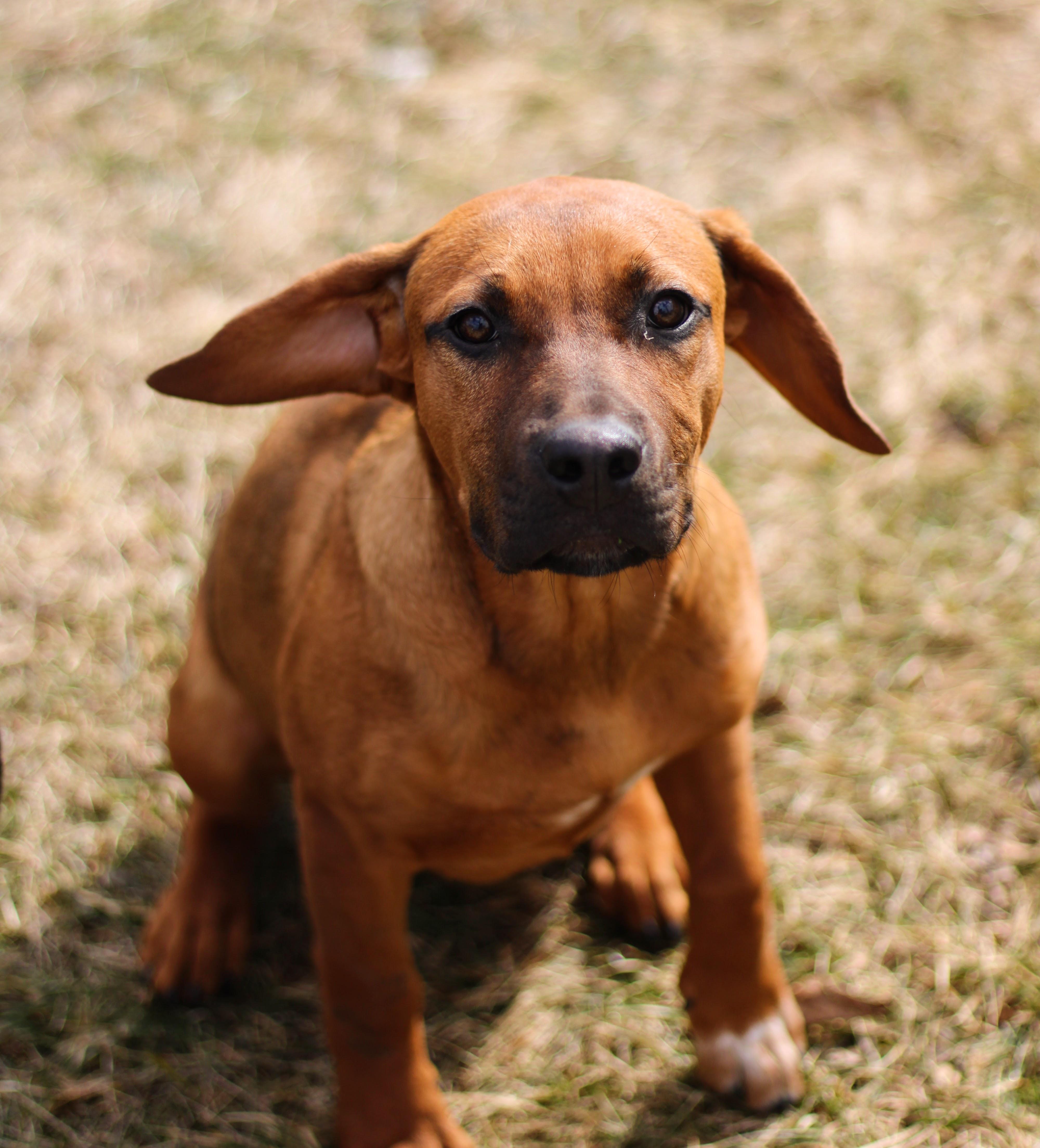 Rigby, adopted, Puppy Male Hound & Boxer.