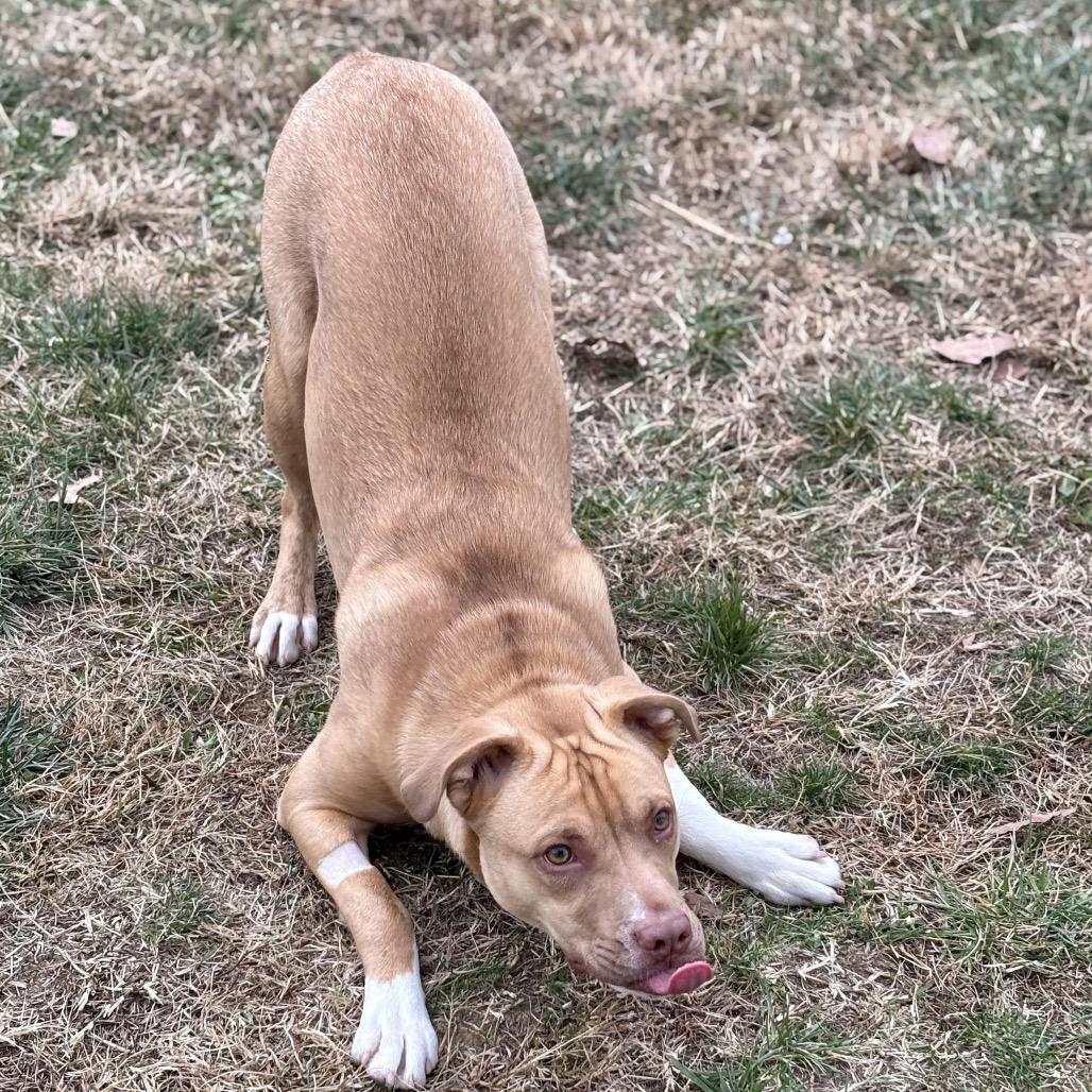 Millie, Adoptable, Young Female Terrier.