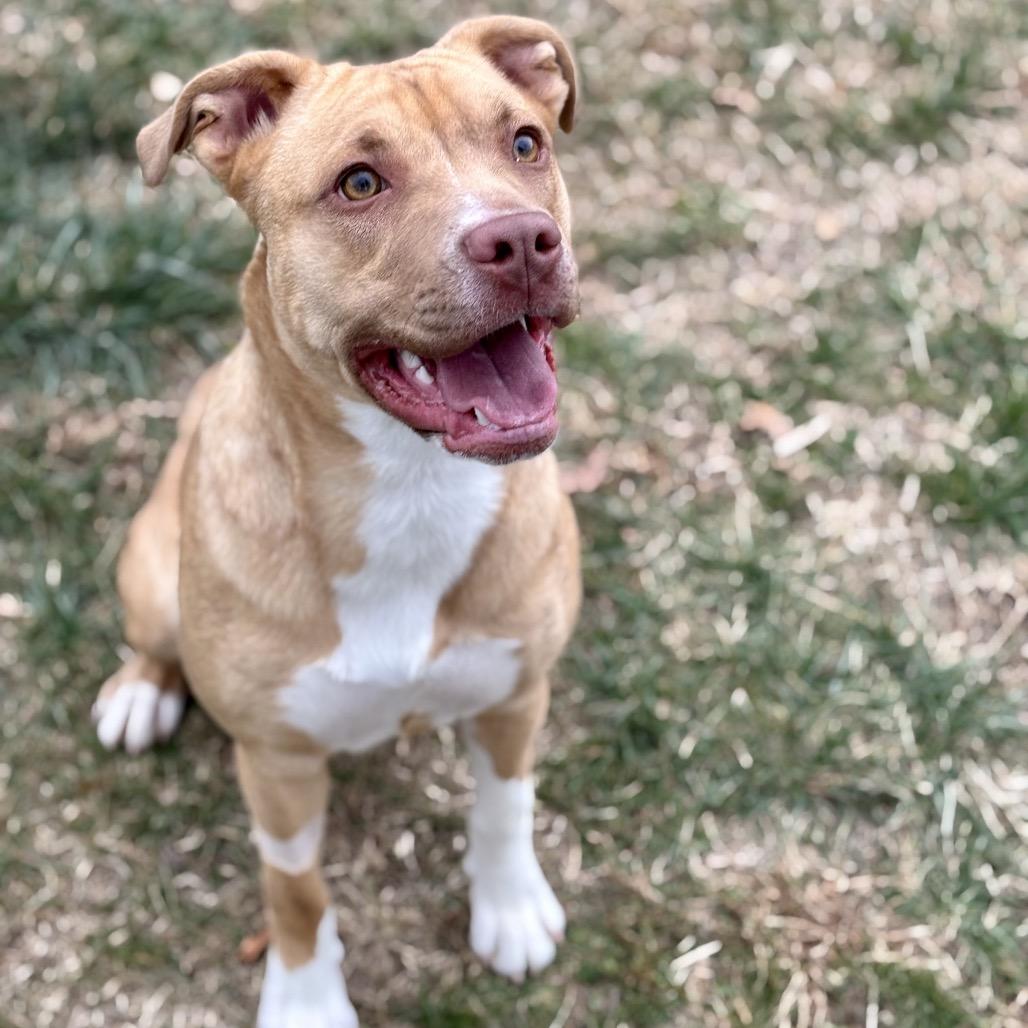 Millie, Adoptable, Young Female Terrier.