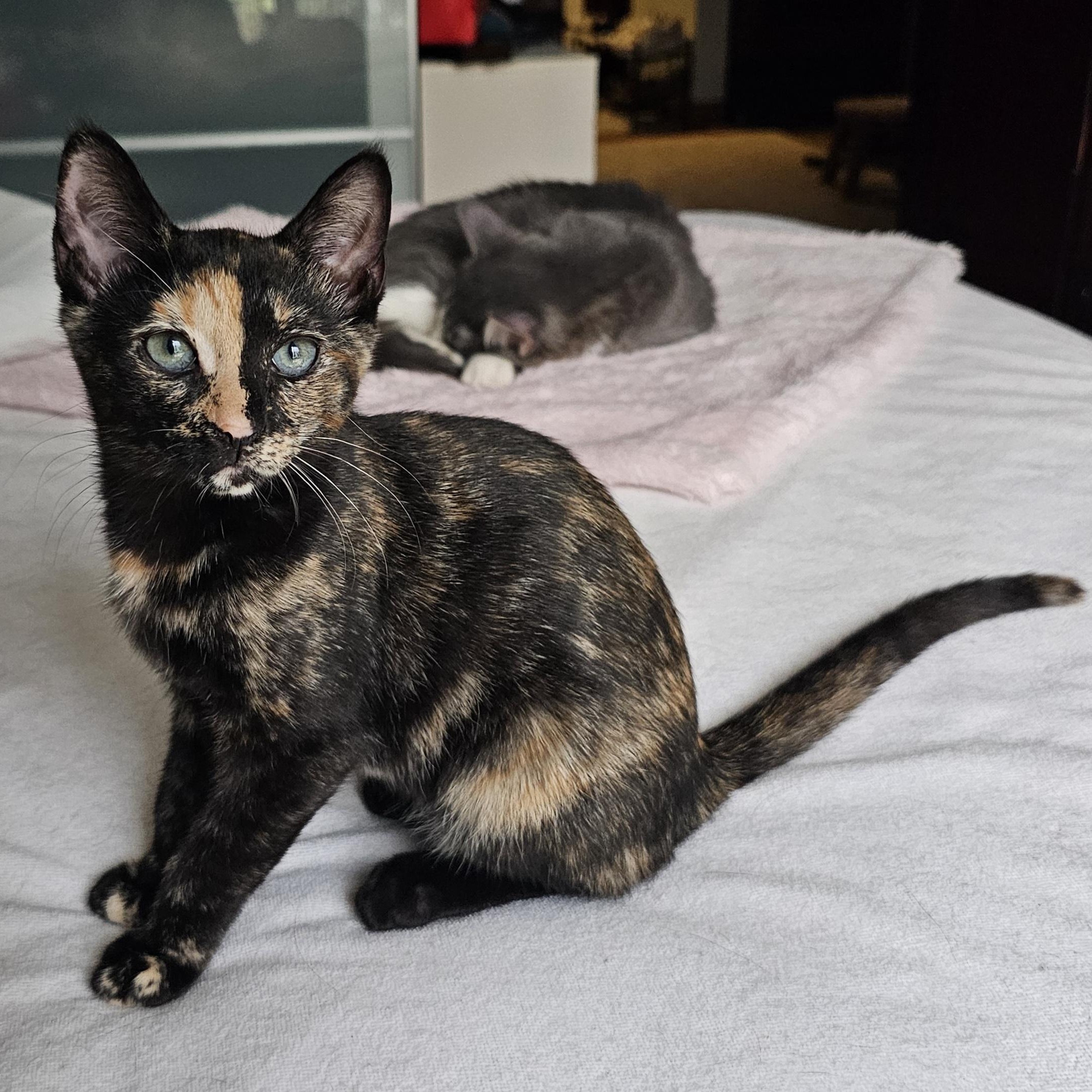 Enlarge Coconut, an adopted Domestic Short Hair in Ridgefield, CT image 3/6