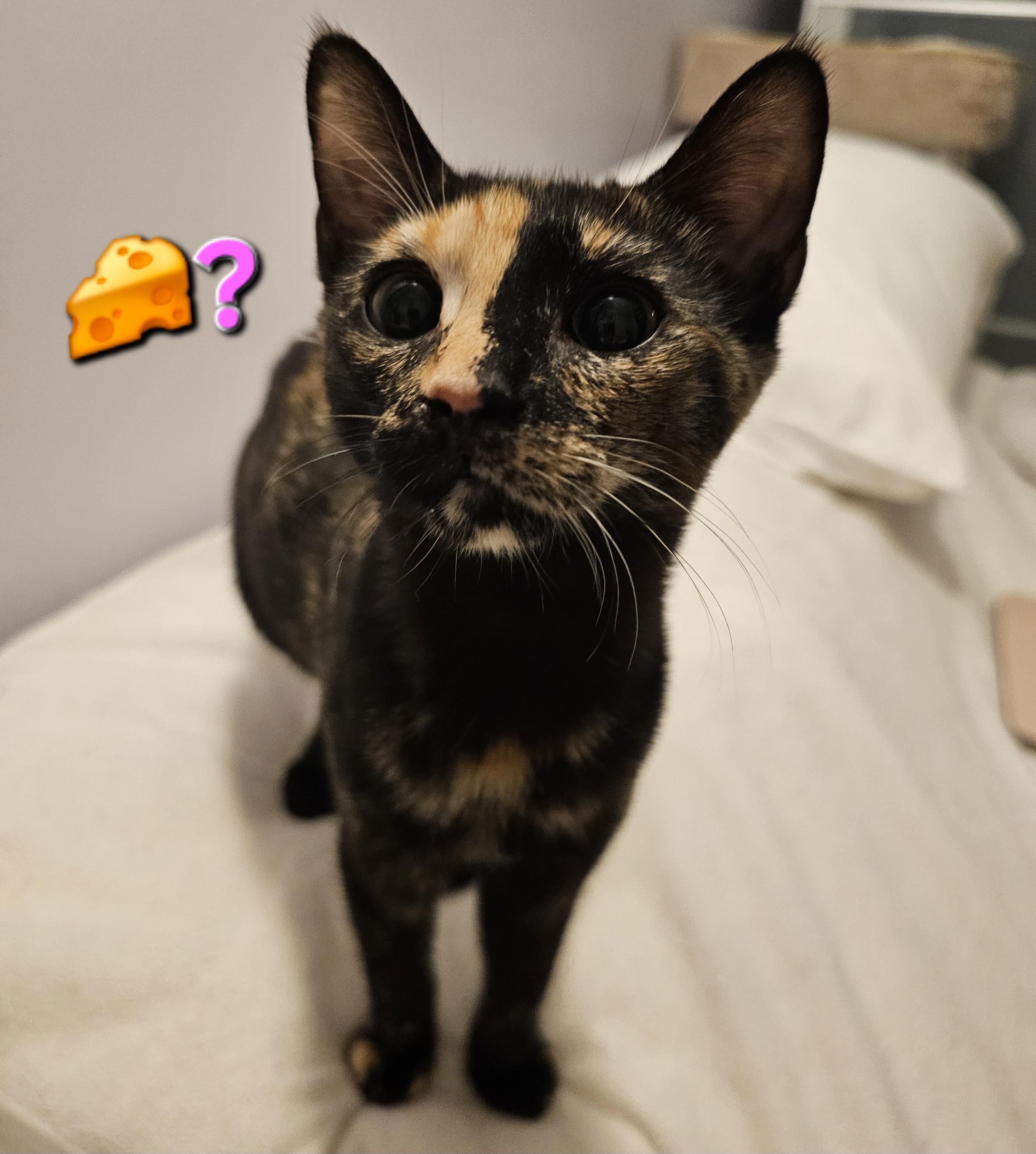 Enlarge Coconut, an adopted Domestic Short Hair in Ridgefield, CT image 5/6