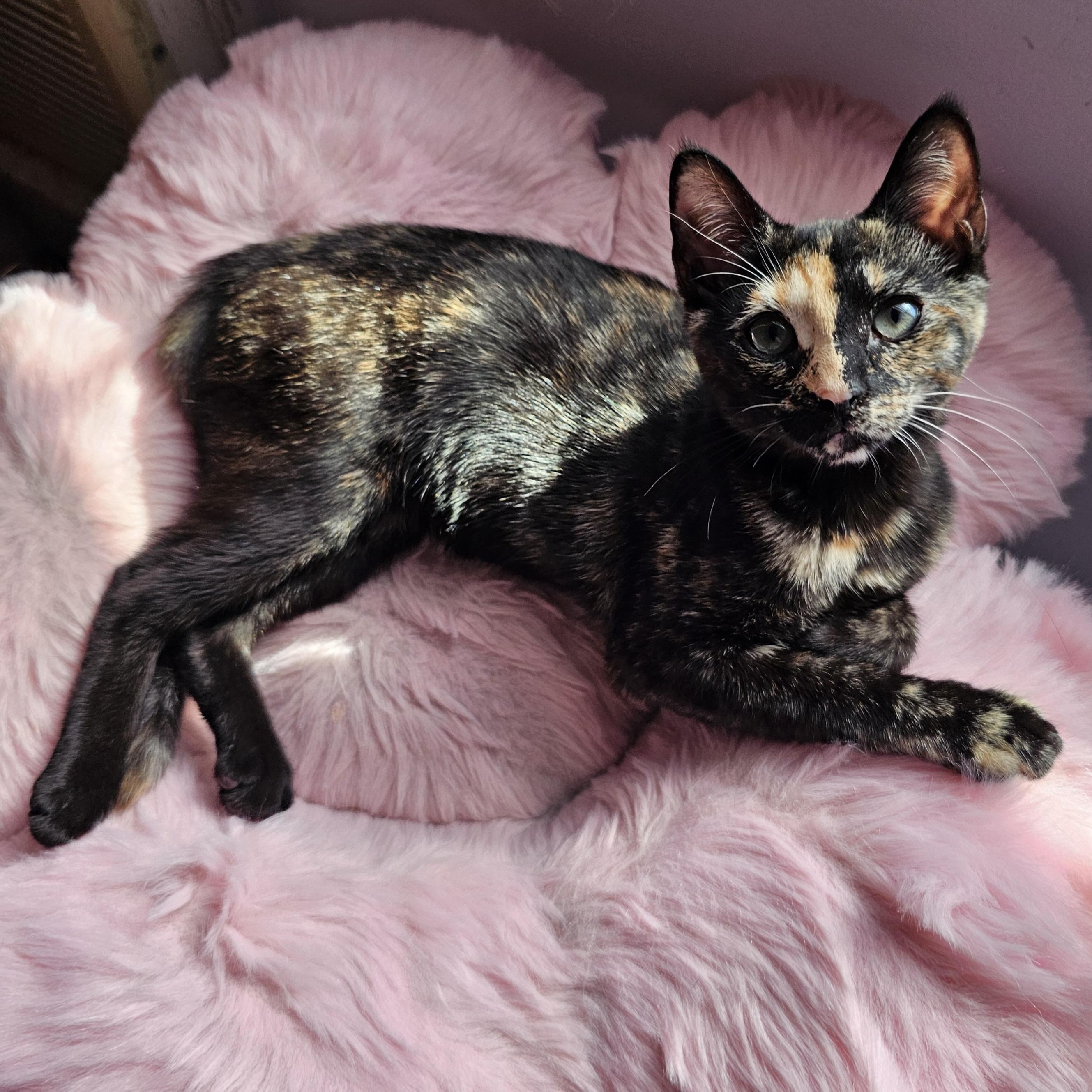 Enlarge Coconut, an adopted Domestic Short Hair in Ridgefield, CT image 4/6