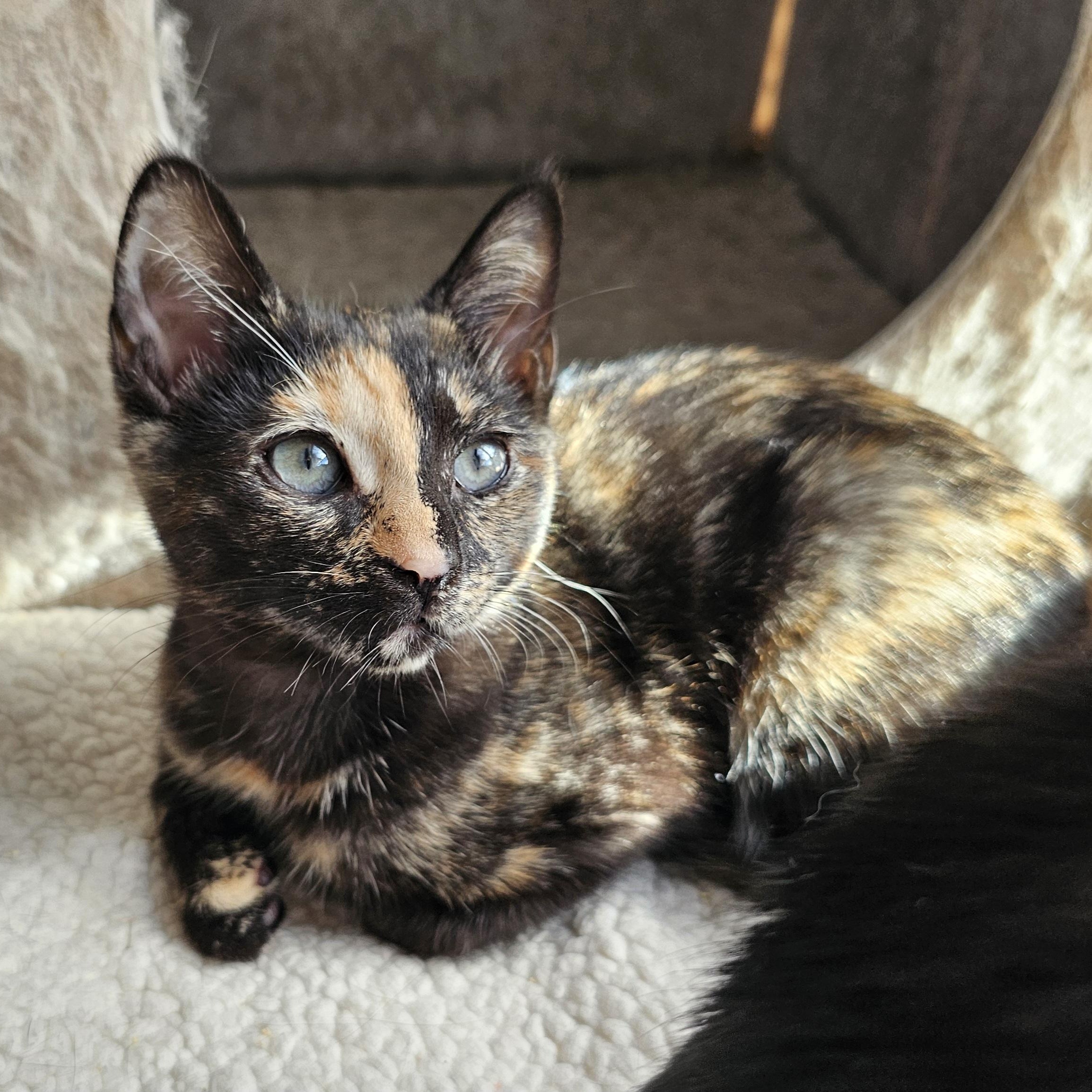 Enlarge Coconut, an adopted Domestic Short Hair in Ridgefield, CT image 2/6