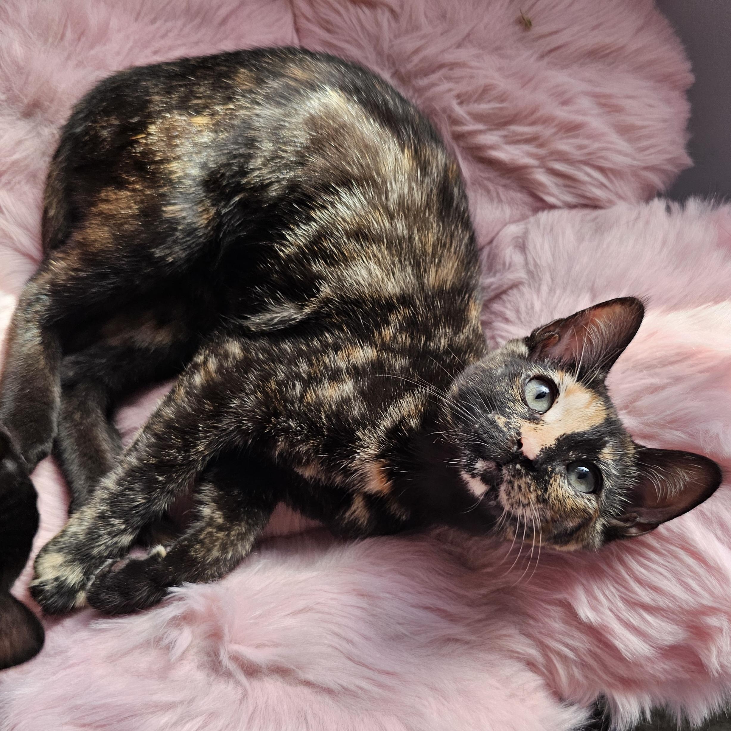 Coconut, Adoptable, Kitten Female Domestic Short Hair.