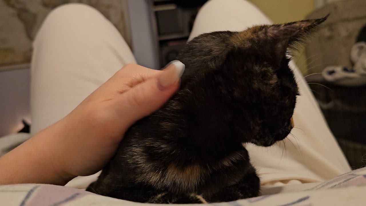 Enlarge Coconut, an adopted Domestic Short Hair in Ridgefield, CT video 6/6